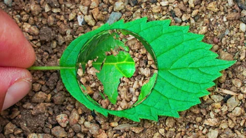 Green leaf featuring a subtle global world map pattern printed on its surface. Stock Footage 340210302