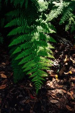 The green leaf of a fern when exploring the forest Stock Photos