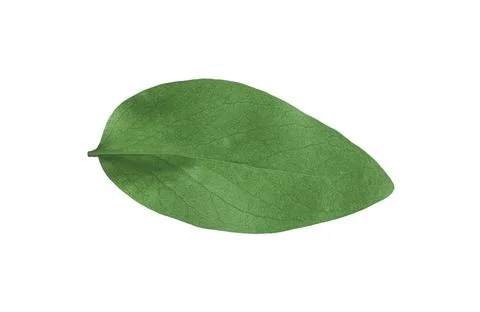 Green leaf of Ficus elastica plant isolated on white Stock Photos