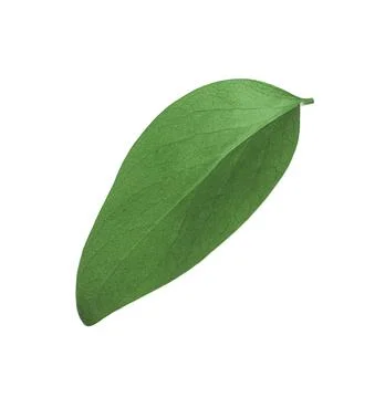 Green leaf of Ficus elastica plant isolated on white Stock Photos