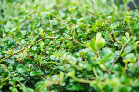Green leaf field background. Vivid green leaf field background Stock-Fotos