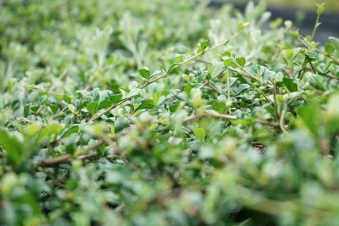 Green leaf field background. Vivid green leaf field background Stock Photos