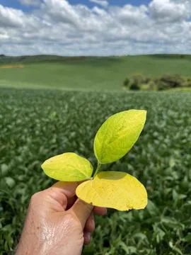 Green Leaf in the Field Stock Photos