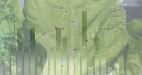 Green leaf filling frame, data-driven bars and waveform pulsing, revealing brown Stock Footage 330258317