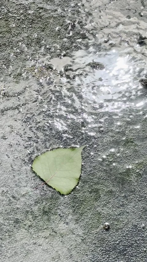 Green Leaf Floating in Clear Running Water Stock Footage 345685185