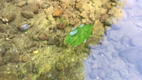 Green leaf floating down stream Stock Footage 141623868