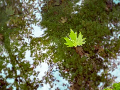A green leaf floats in a small stream Stock Photos