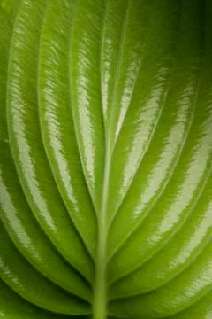 Green leaf flower Stock Photos