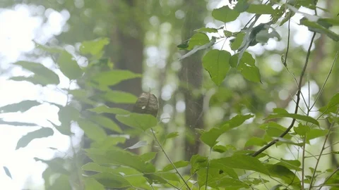 Green leaf flying in a spider's web in back light, spider web at autumn fores Video stock 121055522