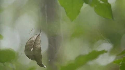 Green leaf flying in a spider's web in back light. Video stock 121055582