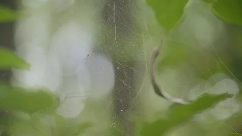 Green leaf flying in a spider's web in back light, spider web at autumn fores Video stock 121055666