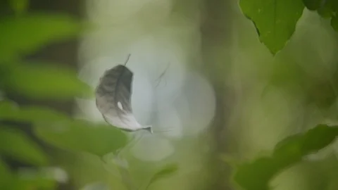 Green leaf flying in a spider's web in back light, Closeup of a spider net in Video stock 121056414