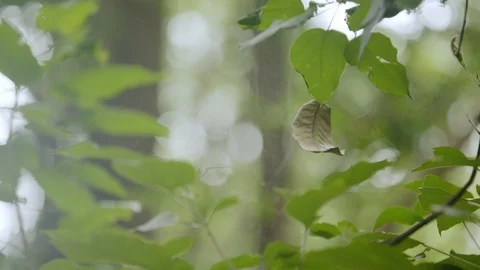 Green leaf flying in a spider's web in back light, spider web at autumn fores Stock Footage