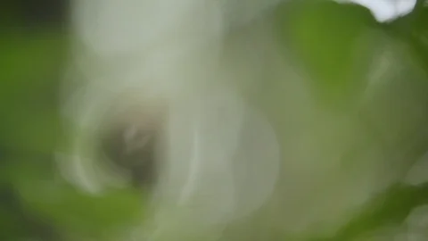 Green leaf flying in a spider's web, Closeup of a spider net in green forest. Video stock 121057335
