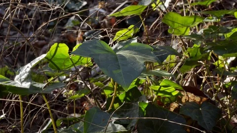 Green leaf foliage close up background stock footage Stock Footage 116491454