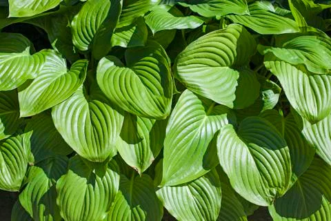 Green leaf foliage Stock Photos