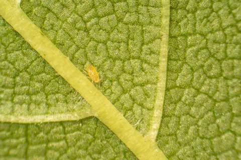 Green leaf, foliage structure macro Stock-Fotos