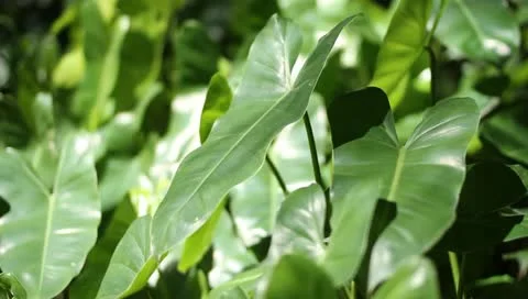 Green leaf Video stock 11060323