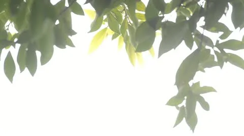 Green leaf Stock Footage 12016055