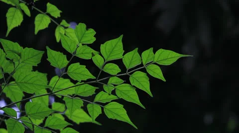 Green leaf 库存影片 23352601