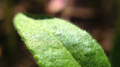 Green leaf Stock Footage 24687012