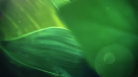 Green Leaf Stock Footage 33423241