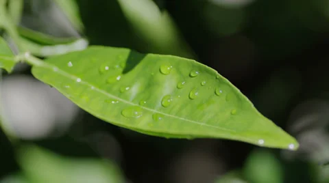 Green Leaf Video stock 37660758