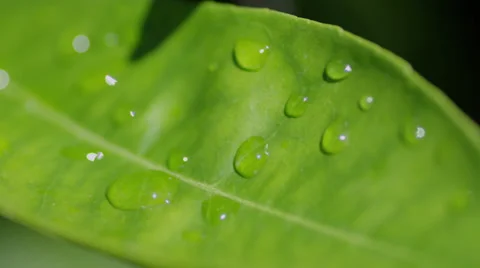 Green Leaf 動画素材 37660775