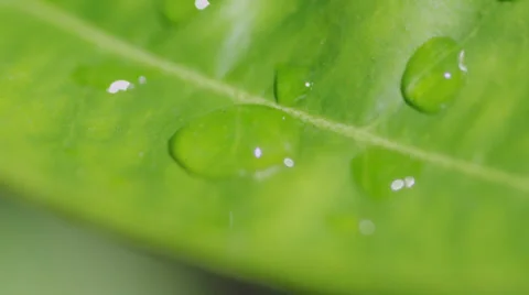 Green Leaf Stock Footage 37660780