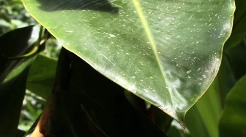 Green Leaf Video stock 44393406