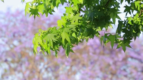Green leaf Stock Footage 49192622