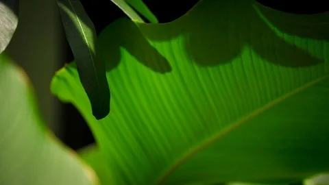Green leaf Video stock 82397570