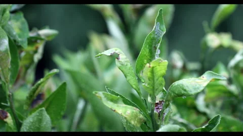 Green Leaf Vídeos de archivo 130488222