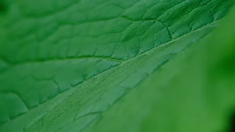 Green leaf Stock Footage 131198863