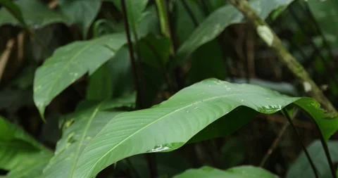 Green leaf 스톡 동영상 140310056