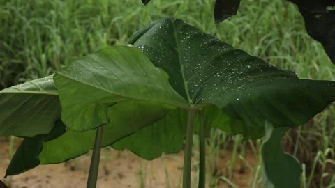 Green leaf Видео 140312015