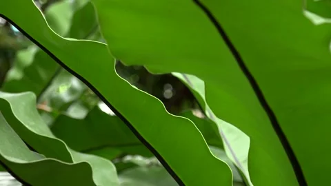 Green leaf 库存影片 154120665