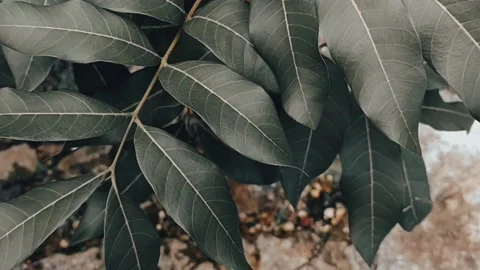 Green leaf Stock Footage 194613708