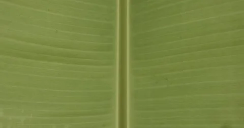 Green leaf. Stock Footage 196580474