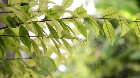 Green leaf Stock Footage 198297633