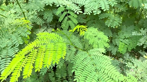 Green Leaf 動画素材 211958850