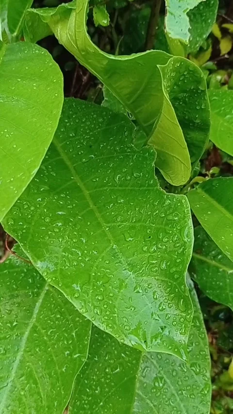 Green Leaf Stock Footage 213441665