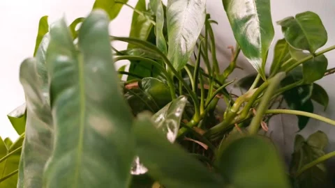 Green leaf Stock Footage 214179807