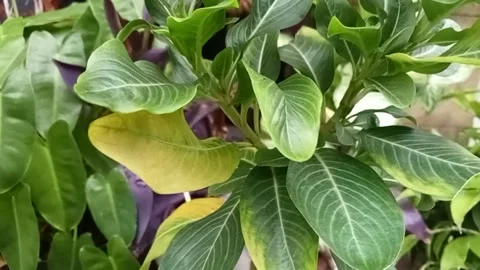 A green leaf Stock Footage 217368613