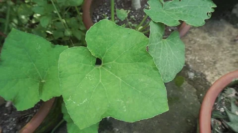 Green leaf Stock-Footage 235924094