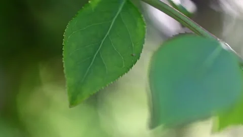Green leaf Stock Footage 239912143