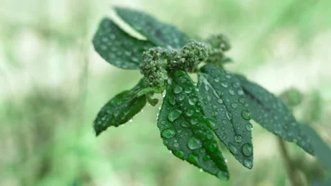 Green leaf Stock Footage 250319749