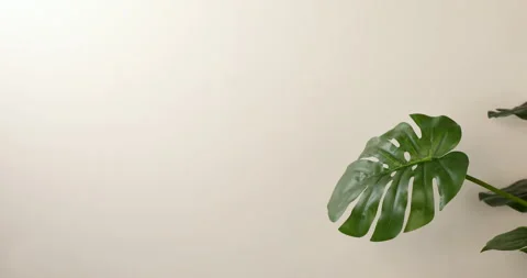 Green leaf. Stock Footage 256018063