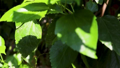 Green leaf Stock Footage 280752847