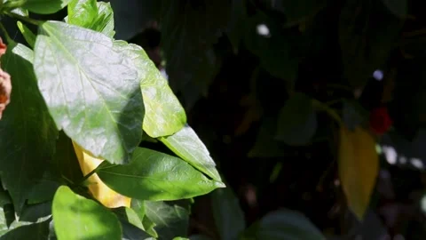 Green leaf Stock Footage 280752911